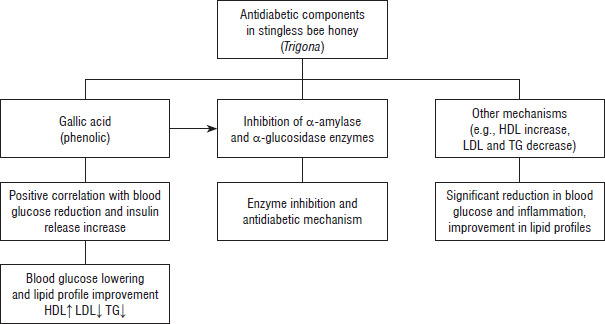Comparison of antioxidant and antidiabetic properties of meliponine honey from different stingless bee species and origins: a scoping review.