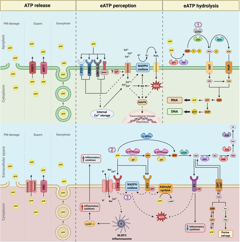 Purine-based infochemicals and immunometabolites: a comparative review of emerging signaling pathways in plants and animals.