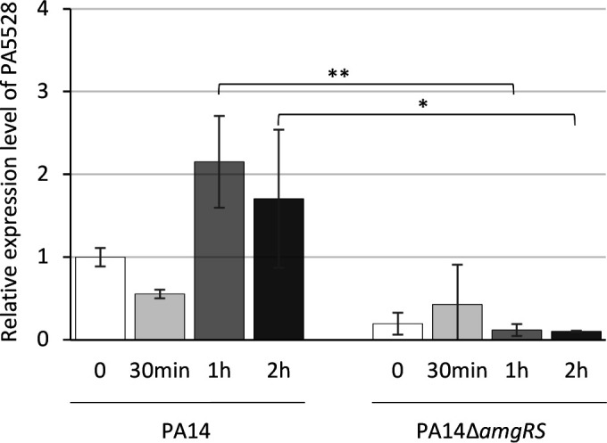 Role of the two-component system AmgRS in early resistance of <i>Pseudomonas aeruginosa</i> to cinnamaldehyde.