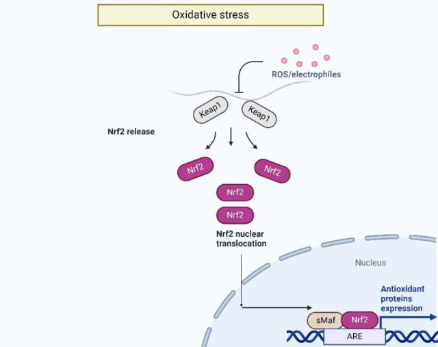 SLC7A11 Inhibitors Represent a Promising Therapeutic Target by Facilitating the Induction of Ferroptosis in Breast Cancer.