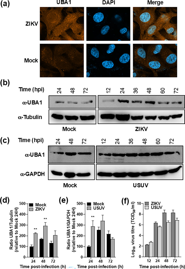 Ubiquitin-like modifier-activating enzyme 1 interacts with Zika virus NS5 and promotes viral replication in the infected cell.