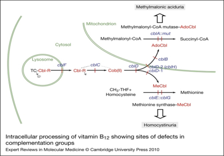 Diverse Clinical manifestations of Cobalamin C Metabolism Disorders.