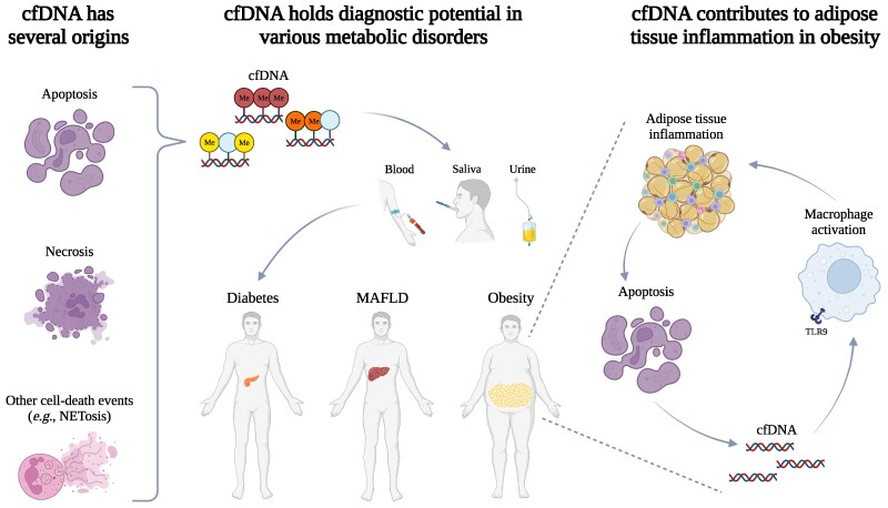 Circulating Cell-Free DNA in Metabolic Diseases.