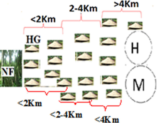 Ethnobotany of vascular plants use, conservation and management practice in the homegardens by the people of Dawuro in Southwestern Ethiopia.