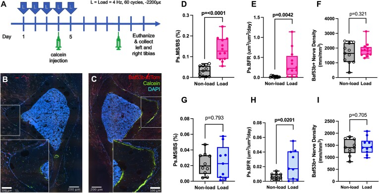 Spatial histomorphometry reveals that local peripheral nerves modulate but are not required for skeletal adaptation to applied load in mice.