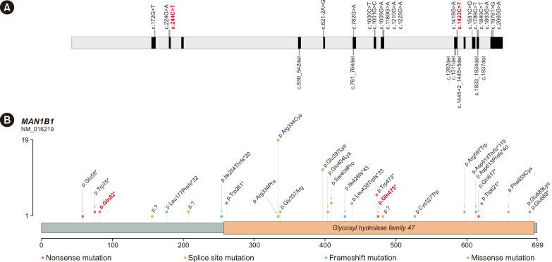 The First Korean Case of <i>MAN1B1</i>-Congenital Disorder of Glycosylation Diagnosed Using Whole-Exome Sequencing and Matrix-Assisted Laser Desorption Ionization Time-of-Flight Mass Spectrometry.