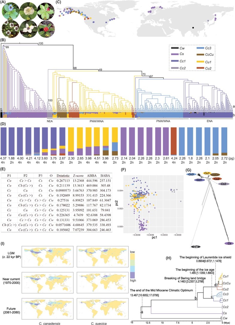 Genomic data uncover complex hybridization and evolutionary history of the bunchberry species complex (<i>Cornus</i> L., Cornaceae).