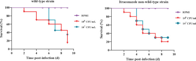 Therapeutic alternatives for sporotrichosis induced by wild-type and non-wild-type Sporothrix schenckii through in vitro and in vivo assessment of enilconazole, isavuconazole, posaconazole, and terbinafine.
