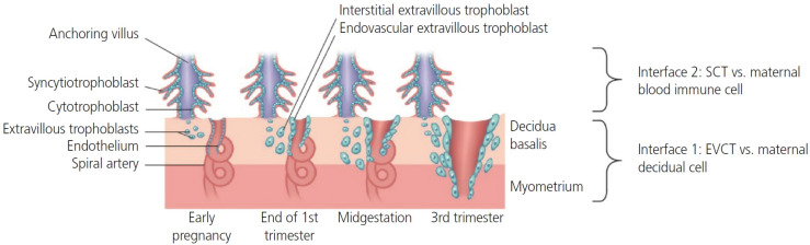 The role of placenta Hofbauer cells during pregnancy and pregnancy complications.