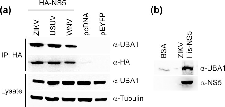Ubiquitin-like modifier-activating enzyme 1 interacts with Zika virus NS5 and promotes viral replication in the infected cell.