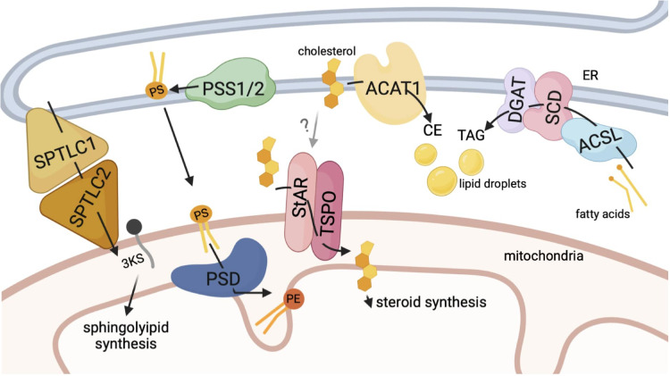 Mitochondria-Associated Endoplasmic Reticulum Membranes in Microglia: One Contact Site to Rule Them all.