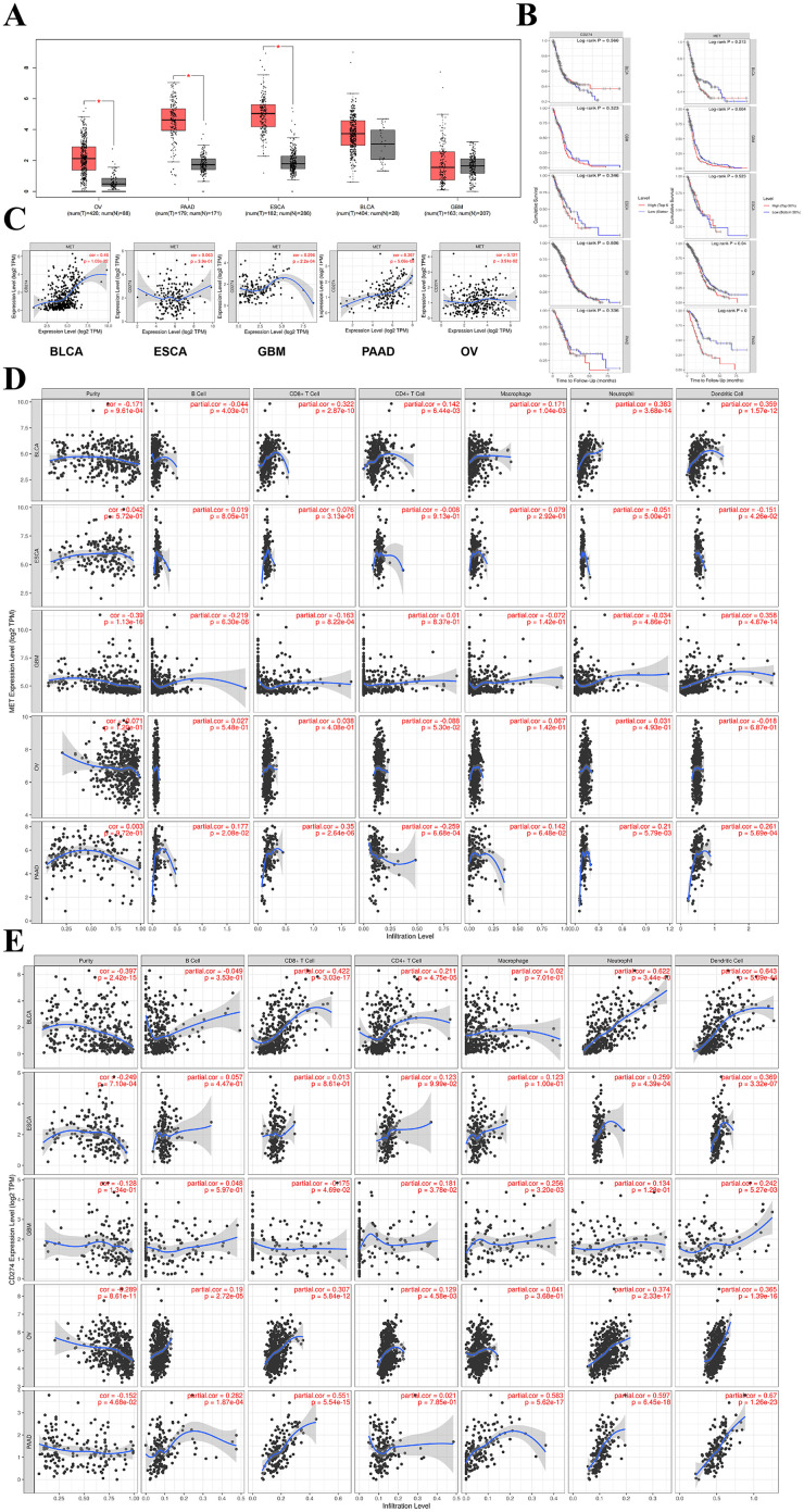 Bispecific c-Met/PD-1 CAR-T Cells Have Enhanced Therapeutic Effects on Solid Tumor.