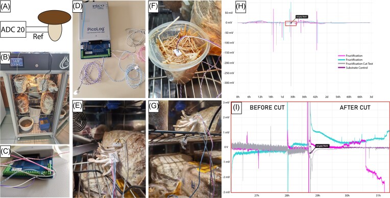 Electrical signaling in fungi: past and present challenges.