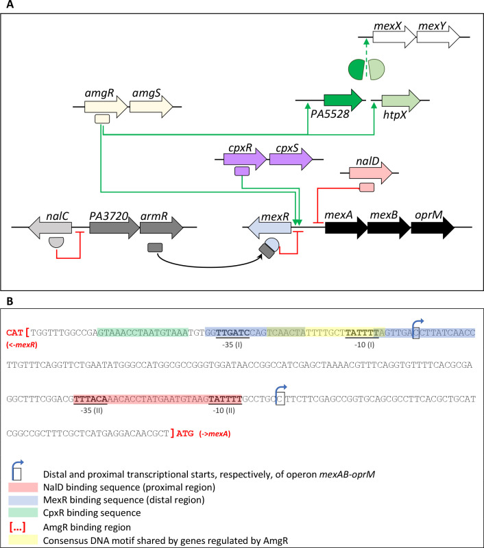 Role of the two-component system AmgRS in early resistance of <i>Pseudomonas aeruginosa</i> to cinnamaldehyde.