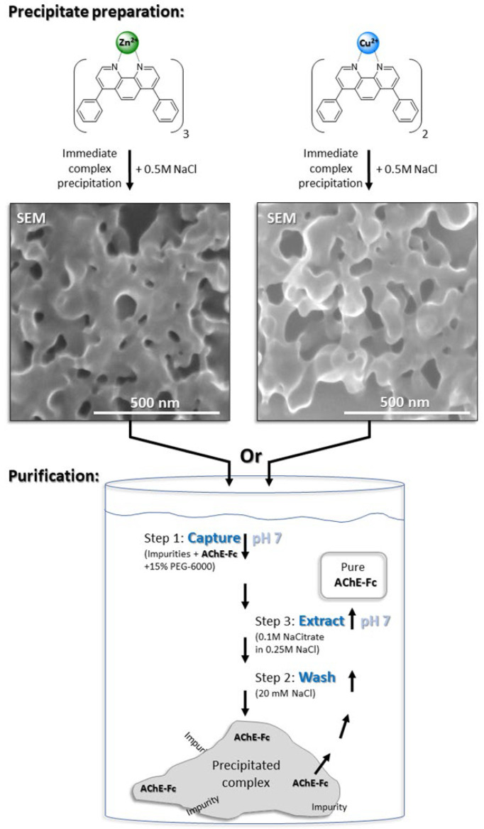 Purification of a Fc-Fusion Protein with [Bathophenathroline:metal] Complexes.