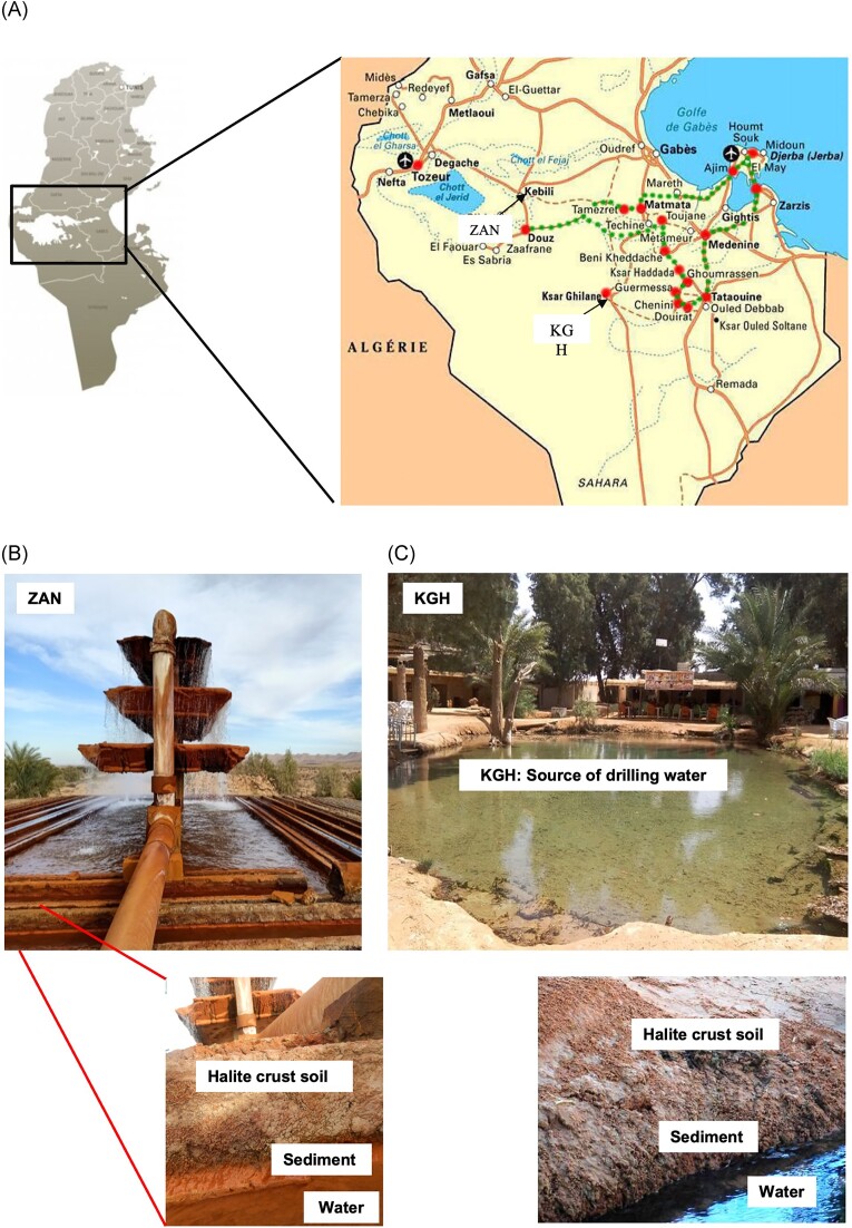 Metataxonomic analysis of halophilic archaea community in two geothermal oases in the southern Tunisian Sahara.
