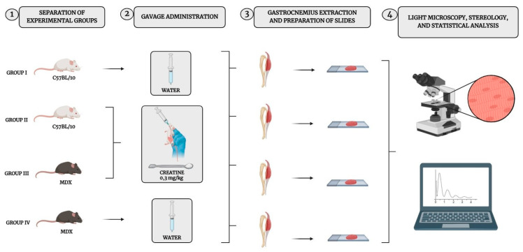 Evaluation of Creatine Monohydrate Supplementation on the Gastrocnemius Muscle of Mice with Muscular Dystrophy: A Preliminary Study.