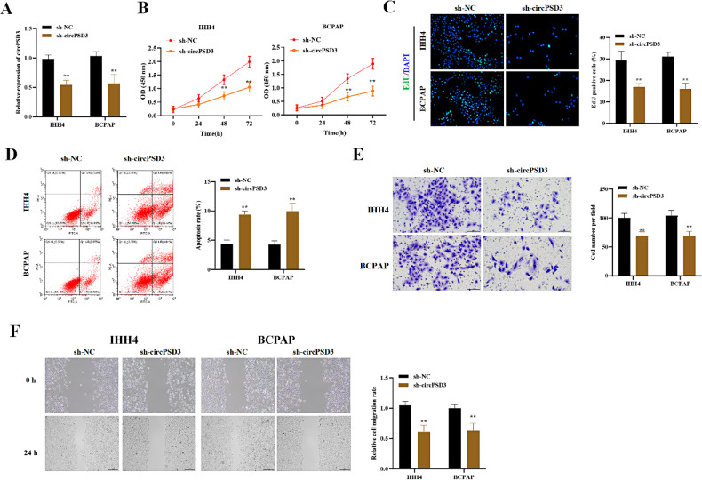 BRAF regulates circPSD3/miR-526b/RAP2A axis to hinder papillary thyroid carcinoma progression.