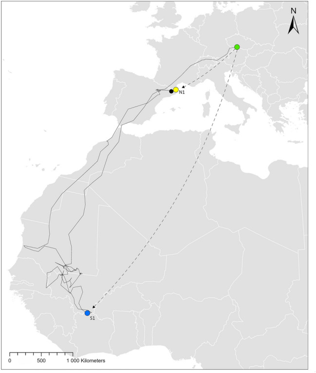 Evidence of genetic determination of annual movement strategies in medium-sized raptors.