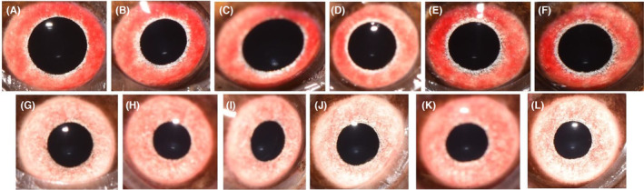 Mydriasis in eastern box turtles (Terrapene carolina carolina) following topical administration of proparacaine, 10% phenylephrine, and rocuronium bromide.