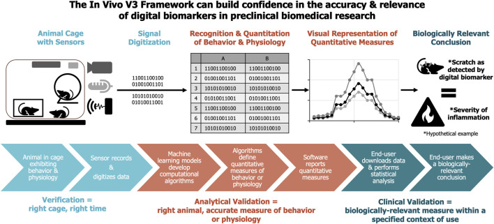 Validation framework for <i>in vivo</i> digital measures.