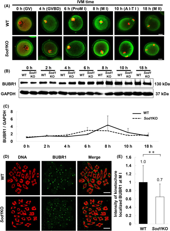 <i>Sod1</i> deficiency in mouse oocytes during in vitro maturation increases chromosome segregation errors with a reduced BUBR1 at kinetochore.