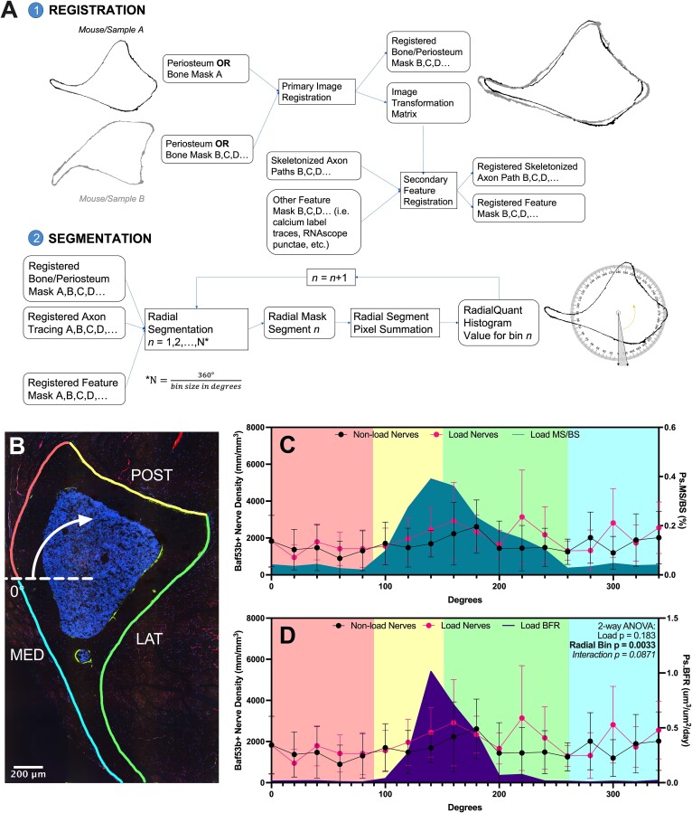 Spatial histomorphometry reveals that local peripheral nerves modulate but are not required for skeletal adaptation to applied load in mice.
