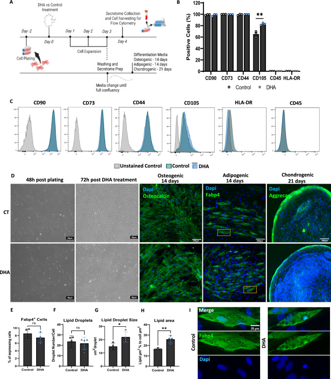 Lipid Priming of Adipose Mesenchymal Stromal Cells with Docosahexaenoic Acid: Impact on Cell Differentiation, Senescence and the Secretome Neuroregulatory Profile.