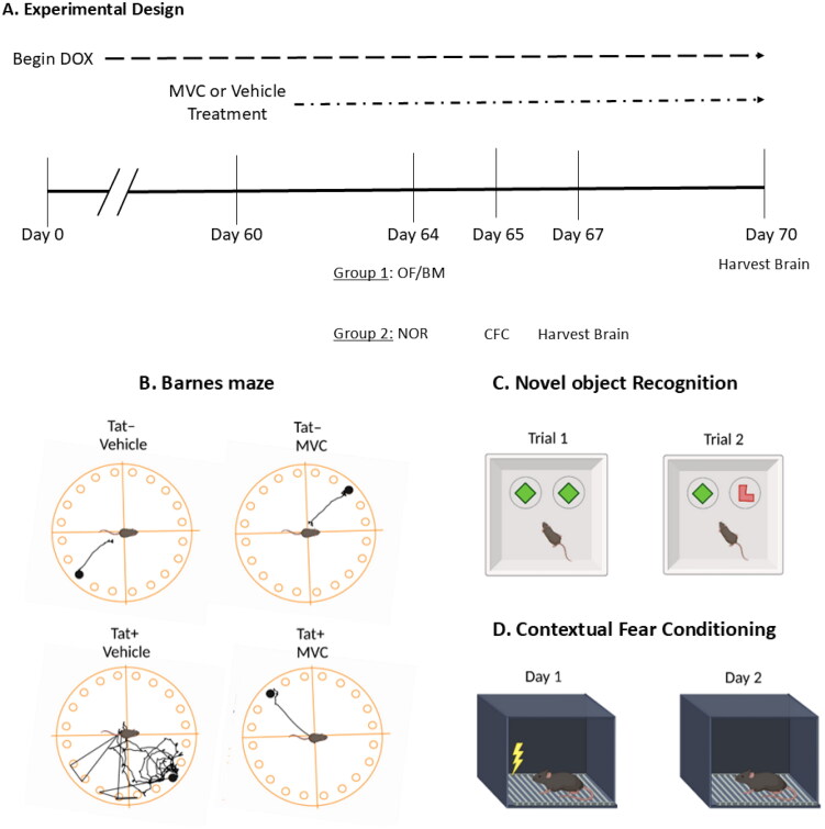 Sex Affects Cognitive Outcomes in HIV-1 Tat Transgenic Mice: Role of CCR5.