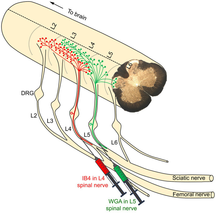 A novel approach to completely alleviate peripheral neuropathic pain in human patients: insights from preclinical data.