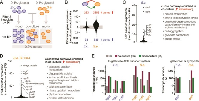 Lysis of Escherichia coli by colicin Ib contributes to bacterial cross-feeding by releasing active β-galactosidase.