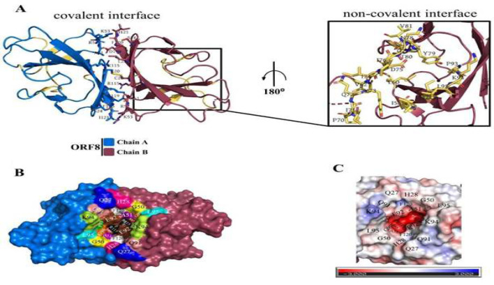 Non-spike protein inhibition of SARS-CoV-2 by natural products through the key mediator protein ORF8.