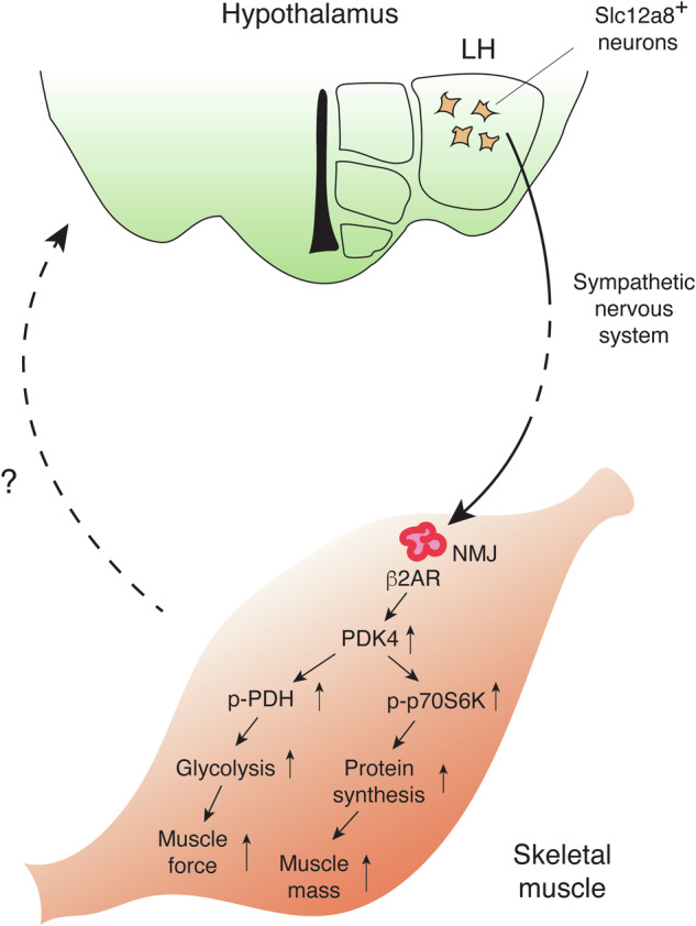 NAD World 3.0: the importance of the NMN transporter and eNAMPT in mammalian aging and longevity control.