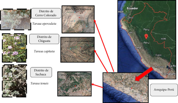 Antibacterial Activity of Peruvian <i>Tarasa</i> Species: A Comparative Study of the Antimicrobial Effects of Extracts From Three Different <i>Tarasa</i> Species, <i>T. capitata</i>, <i>T. operculata</i> and <i>T. tenuis</i>, Against Human Pathogens.