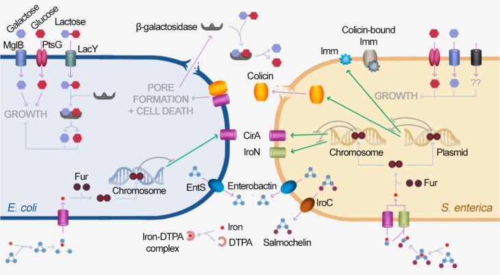 Lysis of Escherichia coli by colicin Ib contributes to bacterial cross-feeding by releasing active β-galactosidase.