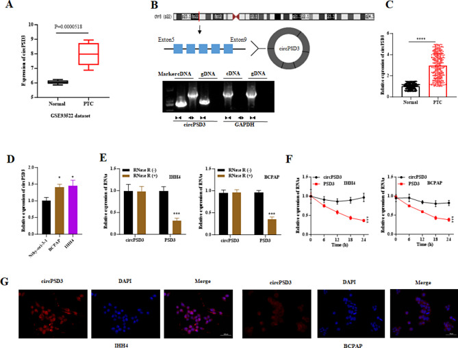 BRAF regulates circPSD3/miR-526b/RAP2A axis to hinder papillary thyroid carcinoma progression.