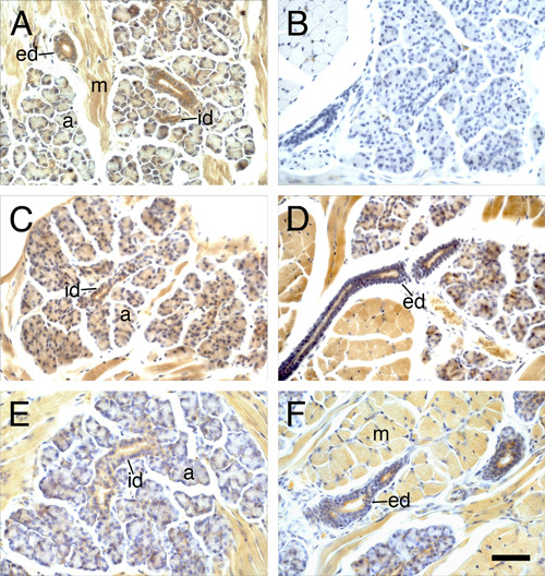 Immunohistochemistry of carbonic anhydrases I, II and VI in the rat lingual serous salivary glands of von Ebner.
