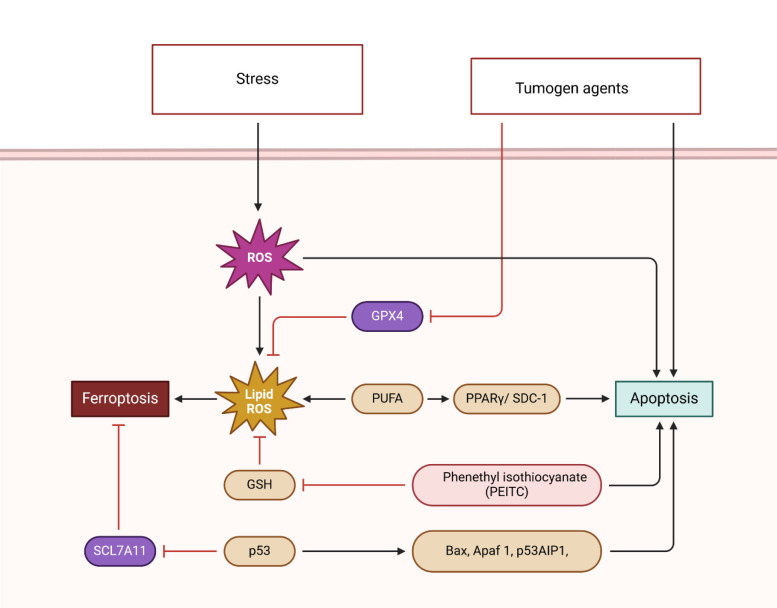 SLC7A11 Inhibitors Represent a Promising Therapeutic Target by Facilitating the Induction of Ferroptosis in Breast Cancer.