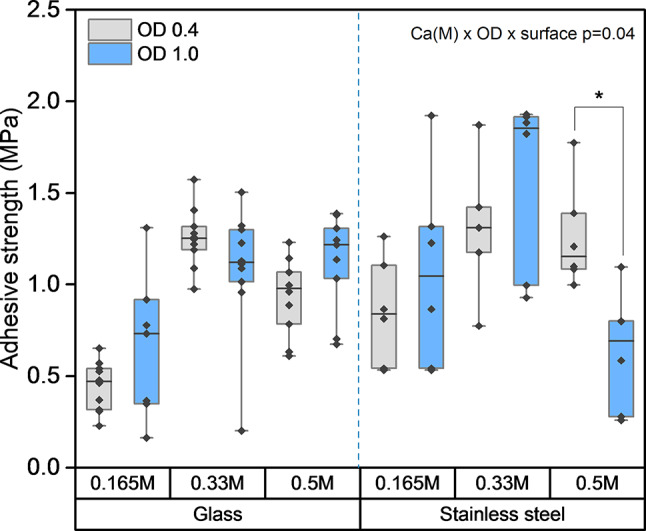 Strengthening biopolymer adhesives through ureolysis-induced calcium carbonate precipitation.