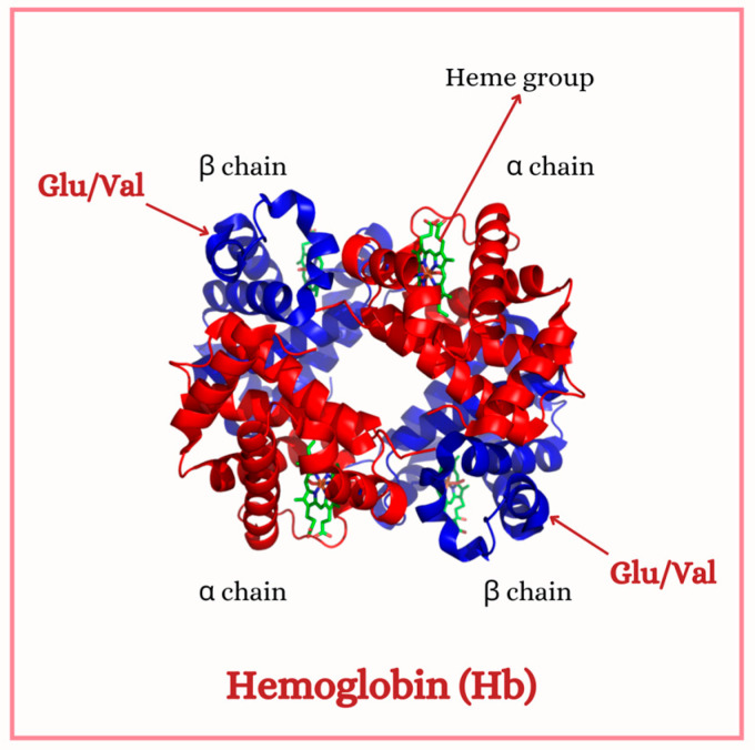 Sickle Cell Anemia and Inflammation: A Review of Stones and Landmarks Paving the Road in the Last 25 Years.