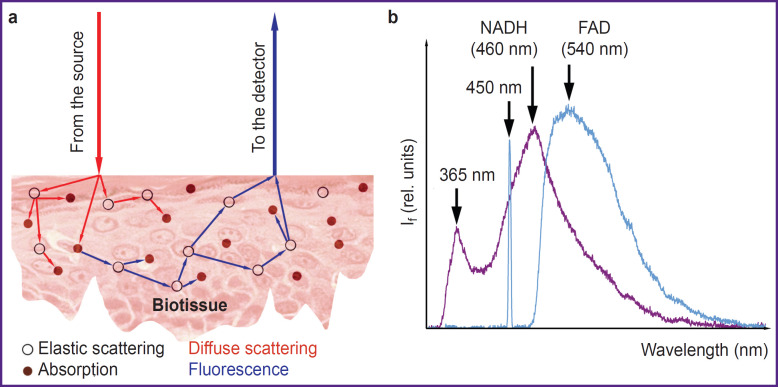 Capabilities of Human Biotissue Fluorescence Spectroscopy in the Wearable Multimodal Version.