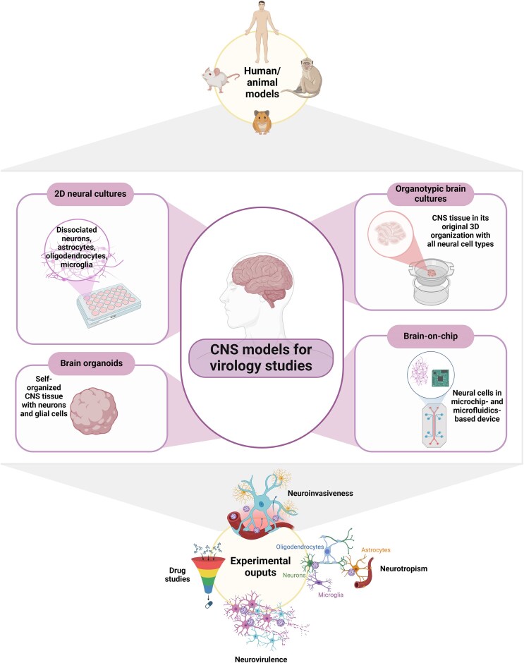Ex vivo study of neuroinvasive and neurotropic viruses: what is current and what is next.