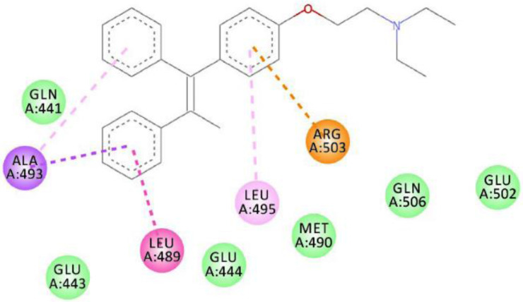 <i>Moringa oleifera</i> Docking to Estrogen Receptor α Ameliorates Placental and Brain Damage in Stressed Rats.