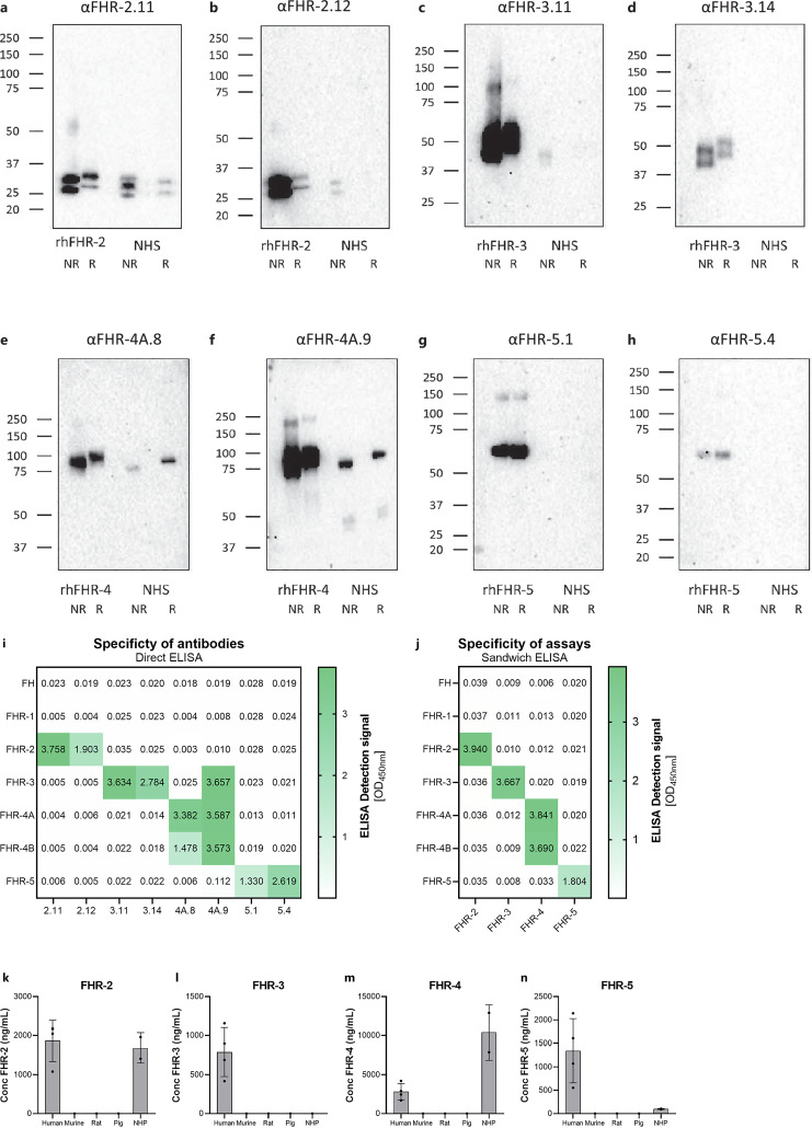 Development and Characterization of Novel ELISAs for the Specific Quantification of the Factor H-Related Proteins 2, 3, 4, and 5.