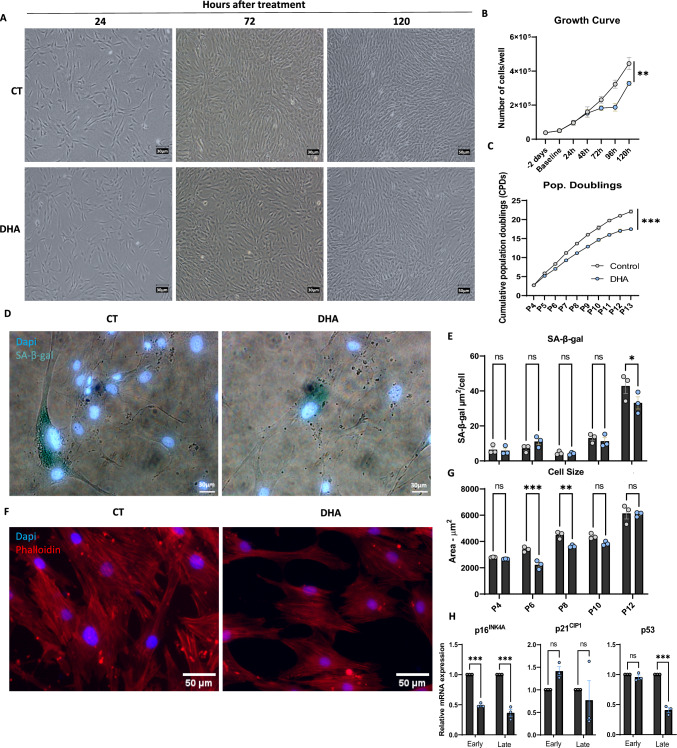 Lipid Priming of Adipose Mesenchymal Stromal Cells with Docosahexaenoic Acid: Impact on Cell Differentiation, Senescence and the Secretome Neuroregulatory Profile.