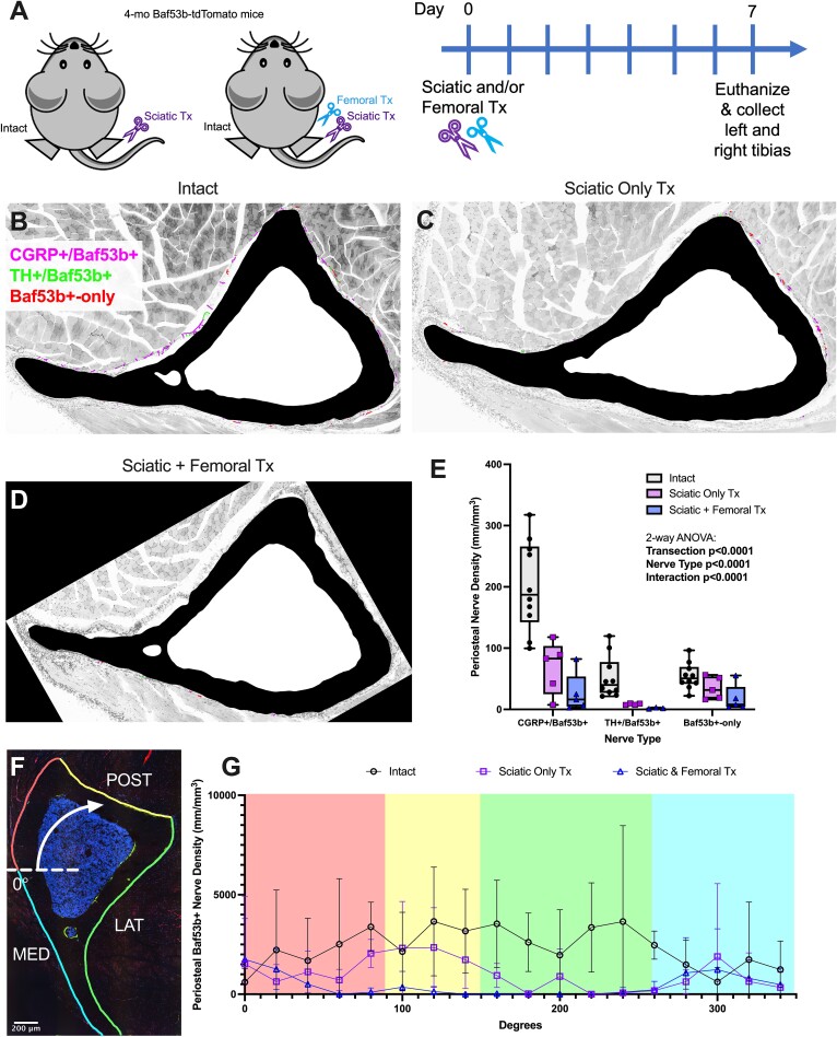 Spatial histomorphometry reveals that local peripheral nerves modulate but are not required for skeletal adaptation to applied load in mice.
