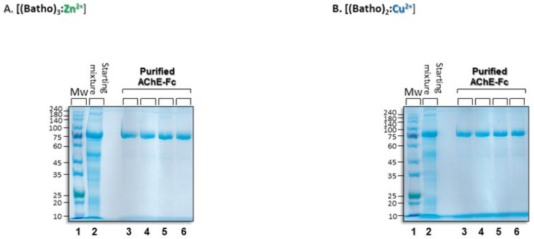 Purification of a Fc-Fusion Protein with [Bathophenathroline:metal] Complexes.