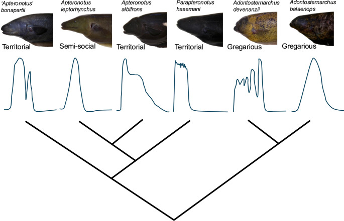 Sociality does not predict signal complexity in response to playback in apteronotid weakly electric fishes.