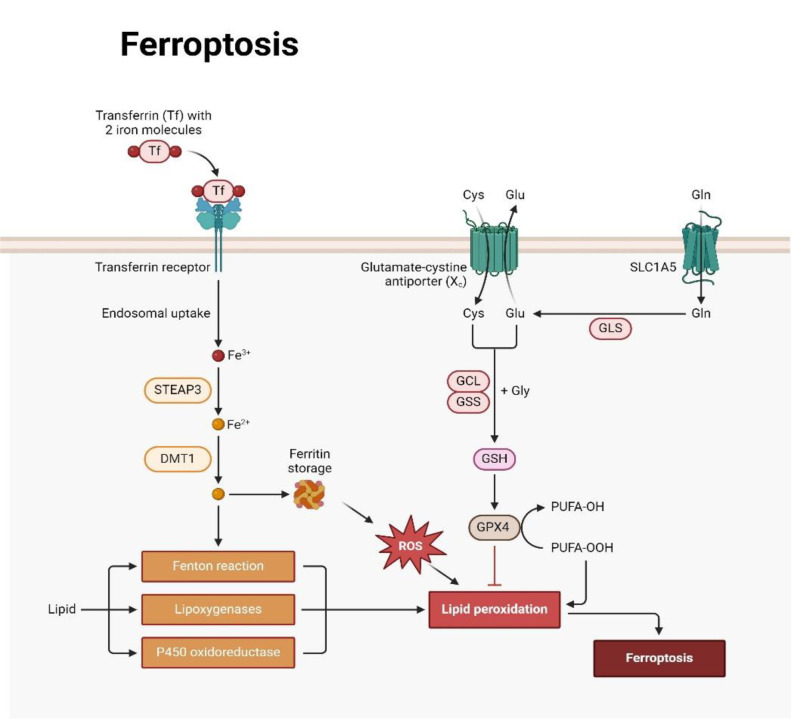 SLC7A11 Inhibitors Represent a Promising Therapeutic Target by Facilitating the Induction of Ferroptosis in Breast Cancer.