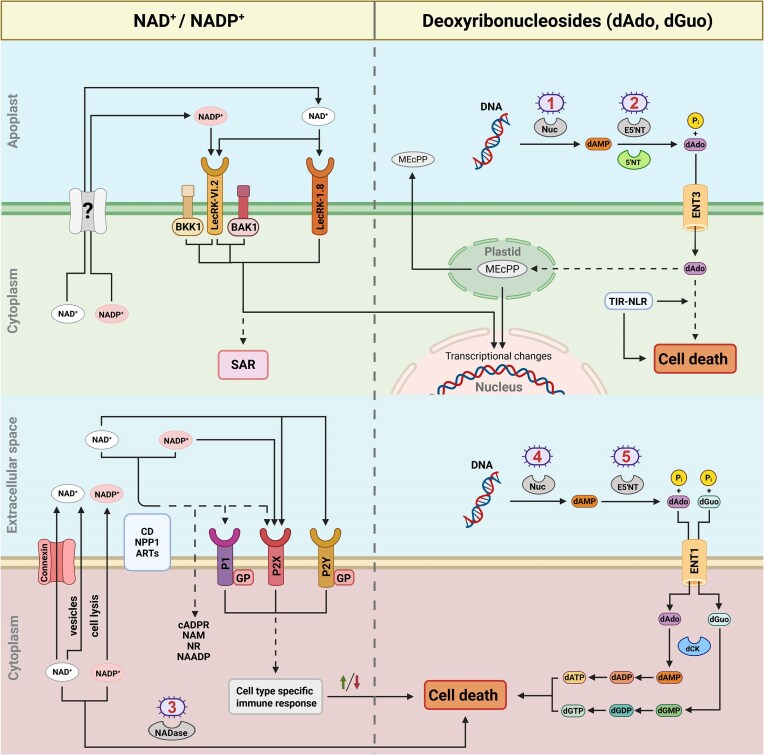 Purine-based infochemicals and immunometabolites: a comparative review of emerging signaling pathways in plants and animals.